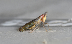 Scaphytopius acutus