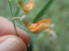 Lathyrus graminifolius
