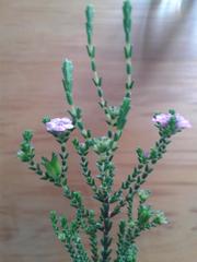 Euchaetis albertiniana
