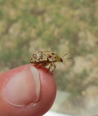 Calotheca