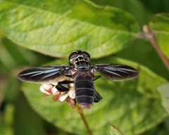 Trichopoda lanipes