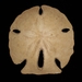 Five-notched Sand Dollar - Photo (c) Guilherme A. Fischer, some rights reserved (CC BY-NC), uploaded by Guilherme A. Fischer