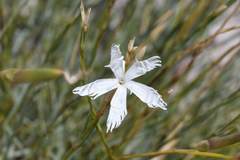 Dianthus plumarius regis-stephani