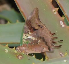 Charaxes candiope