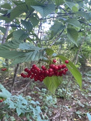 Viburnum wrightii