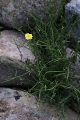 Haplophyton crooksii