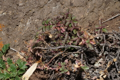 Penstemon davidsonii praeteritus