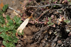 Penstemon davidsonii praeteritus