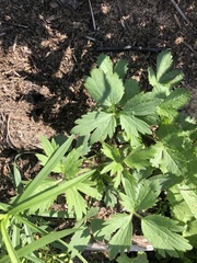 Ranunculus pensylvanicus