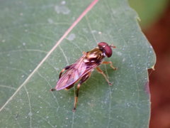 Chalcosyrphus metallicus