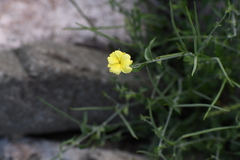 Haplophyton crooksii