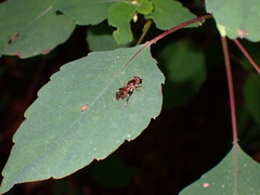 Chalcosyrphus metallicus