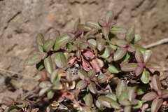 Penstemon davidsonii praeteritus
