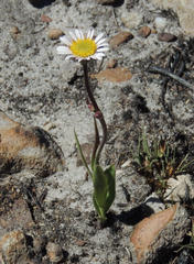 Afroaster nubimontis