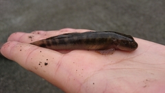 Sicyopterus japonicus