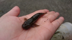 Sicyopterus japonicus