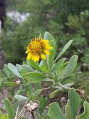 Borrichia frutescens image