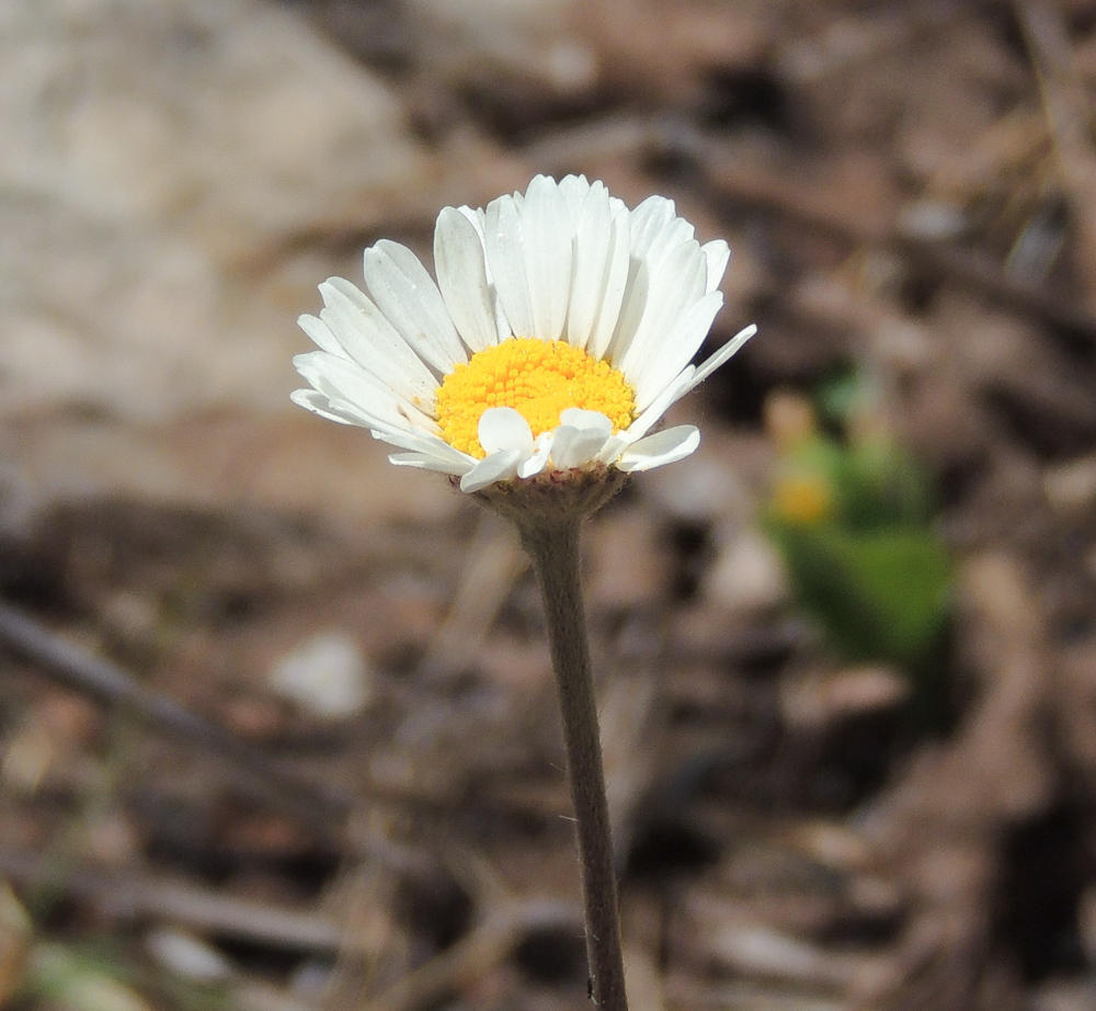 Inezia speciosa