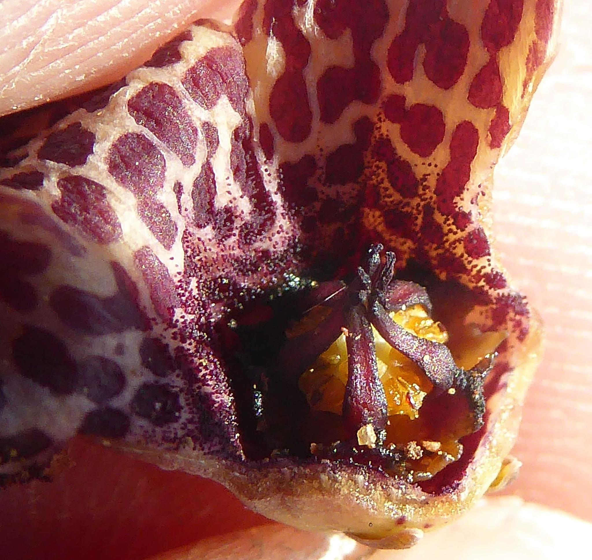 Tromotriche umdausensis (Nel) Bruyns