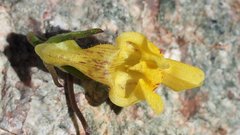 Neogaerrhinum filipes