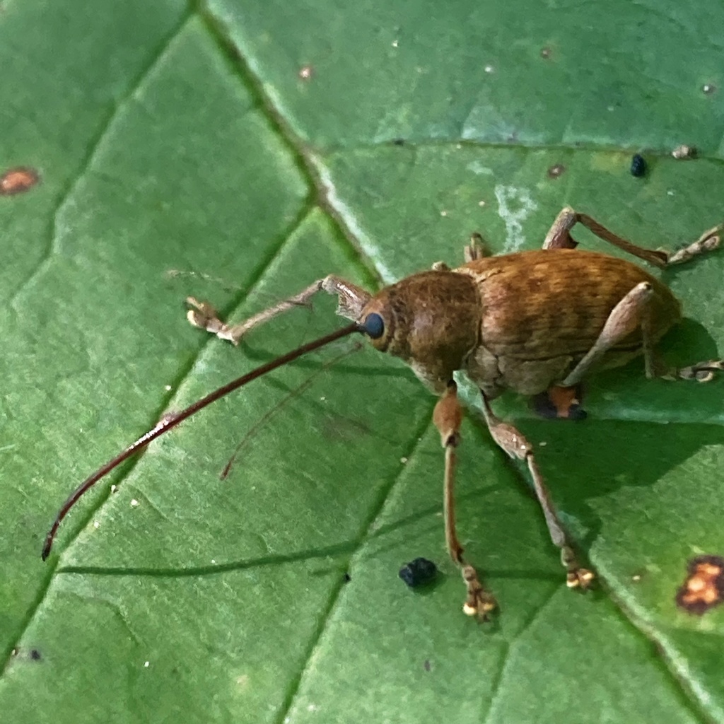 Curculio proboscideus