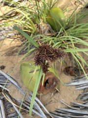 Cyperus planifolius