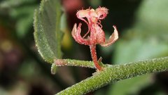 Ayenia compacta