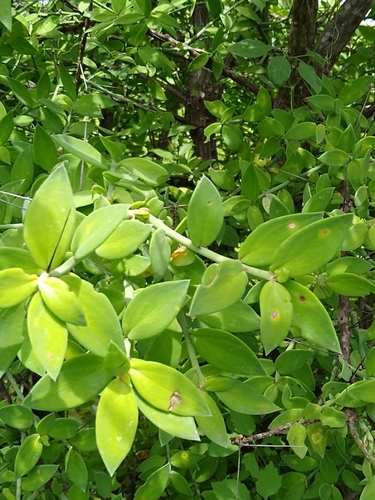 Pereskiopsis blakeana, photograph 1