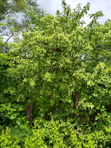 Pereskiopsis blakeana, photograph 2
