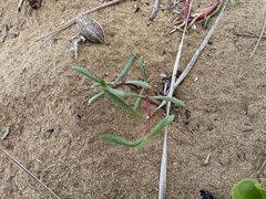 Blutaparon vermiculare