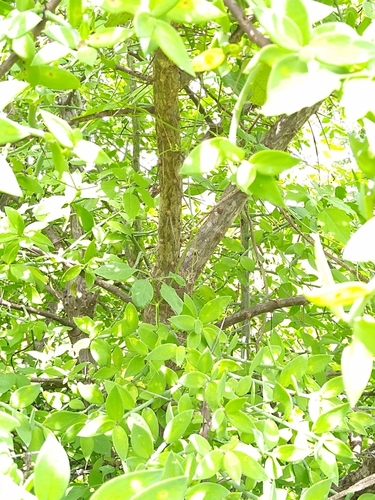 Pereskiopsis blakeana, photograph 5