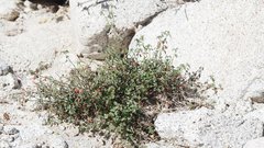 Ayenia compacta