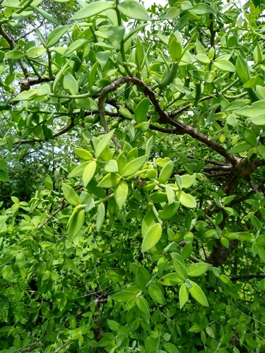 Pereskiopsis blakeana, photograph 6
