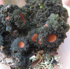 Leptogium phyllocarpum