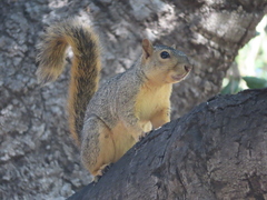 Sciurus niger