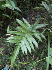 Goniopteris tetragona
