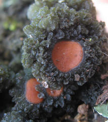 Leptogium phyllocarpum