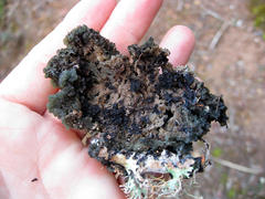 Leptogium phyllocarpum