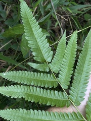 Goniopteris tetragona