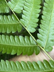 Goniopteris tetragona