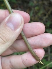Goniopteris tetragona