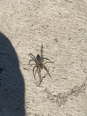 Agelenopsis