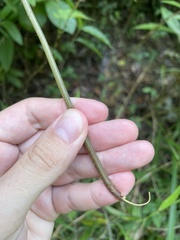 Goniopteris tetragona