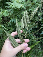 Goniopteris tetragona