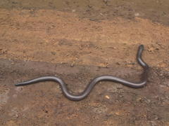 Amblyodipsas polylepis polylepis