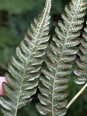 Goniopteris tetragona