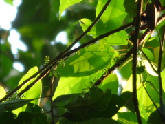 Sideroxylon portoricense