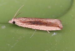 Bactra priapeia