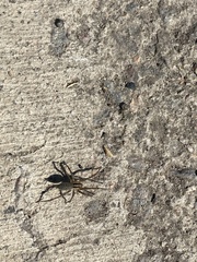 Agelenopsis