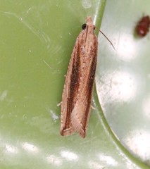 Bactra priapeia